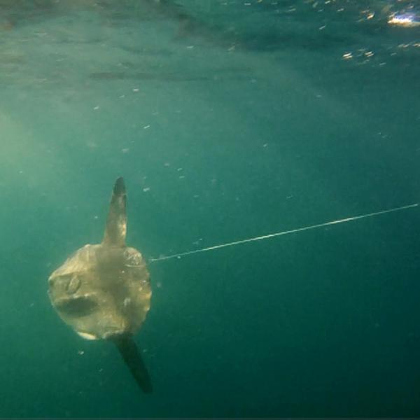 Sunfish Tracking